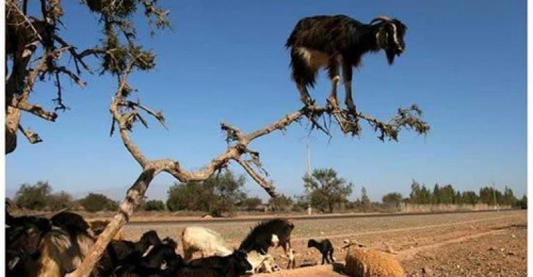 السعودية ترفع الحظرعلى استيراد الأغنام من الأردن