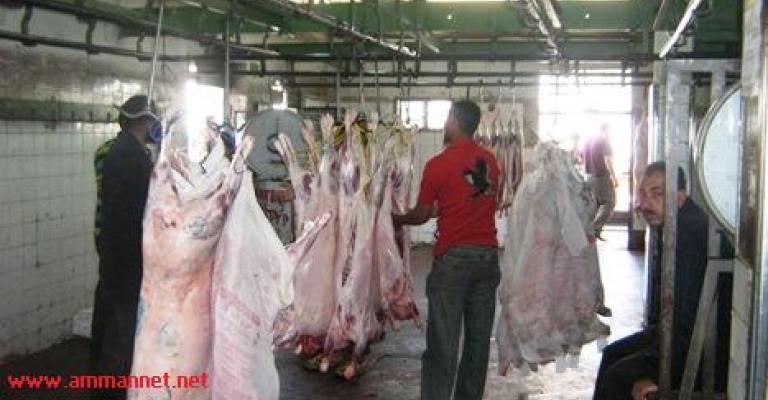 فيديو..."حيتان" تتحكم في أعداد الذبائح في مسلخ الأمانة
