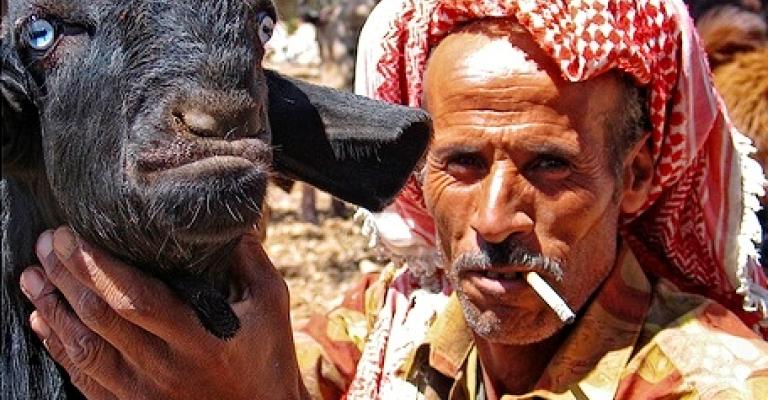 انخفاض أعداد الأغنام في المملكة