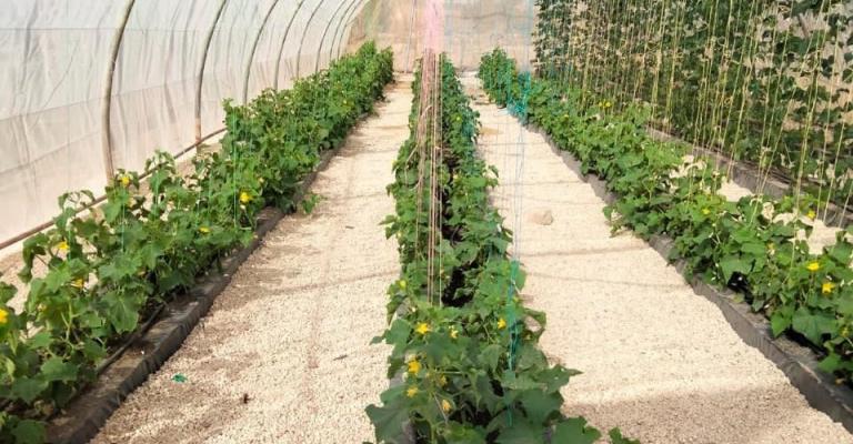 "البعض يرى أن هذه المهنة تقتصر على الرجال دون الإناث فهي تحتاج لمجهود جسدي والكثير من العمل والمتطلبات الشاقة"