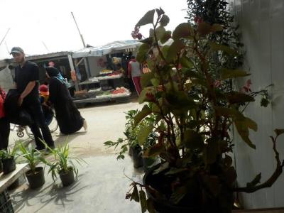 مساحات خضراء في الزعتري.. زراعة الشجر وغرس الأمل