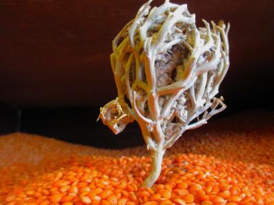 منظمة كير تدرب 16 لاجئة على التصوير المحترف