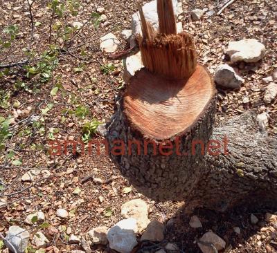 القطع العشوائي يطال اشجار شطنا.. صور 