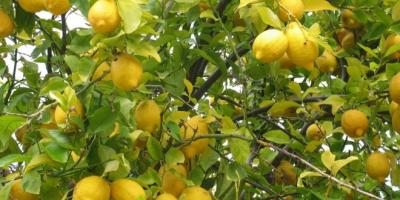 الزراعة لن تسمح بدخول الليمون غير الناضج لاسواق الخضار المركزية