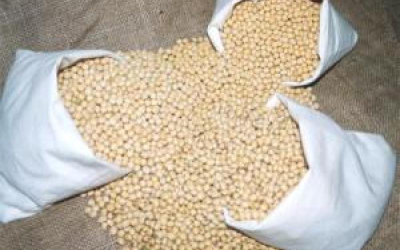 الحليب والجبن من فول الصويا..فيديو