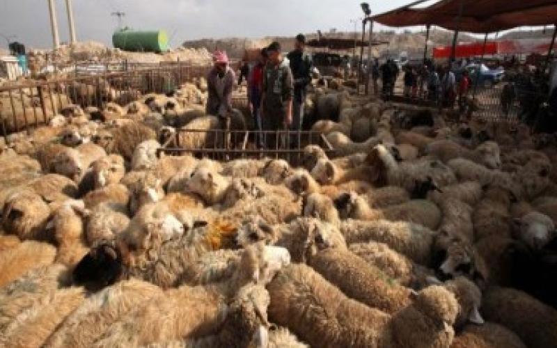 حظائر بيع الأضاحي.. فيديو 