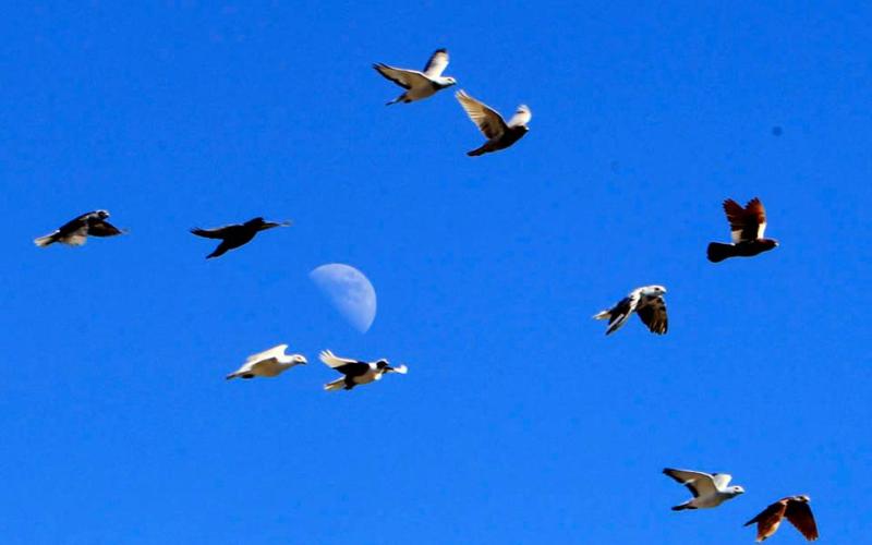 طيور- عدسة جمال نصر الله/ فيسبوك 