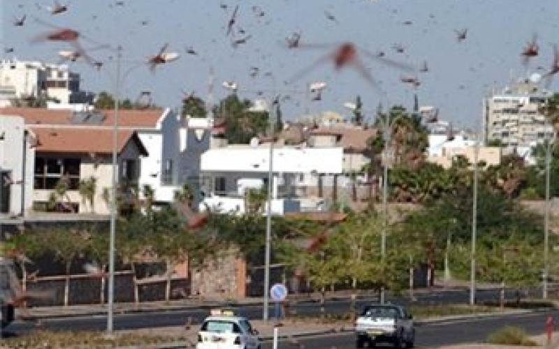 أسراب جراد تصل جنوب قطاع غزة والنقب