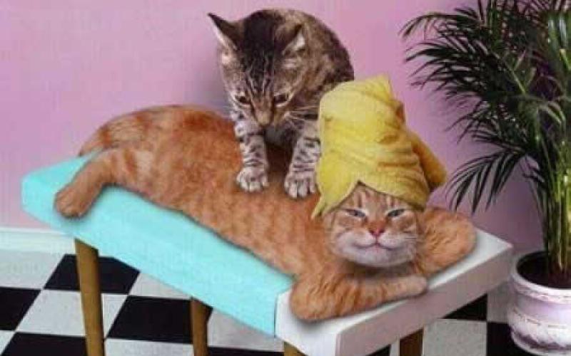 Cat food is tax-free, Jordanians basic needs are not