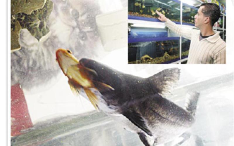 سمكة زينة بـ100 ألف دولار في عمـّان