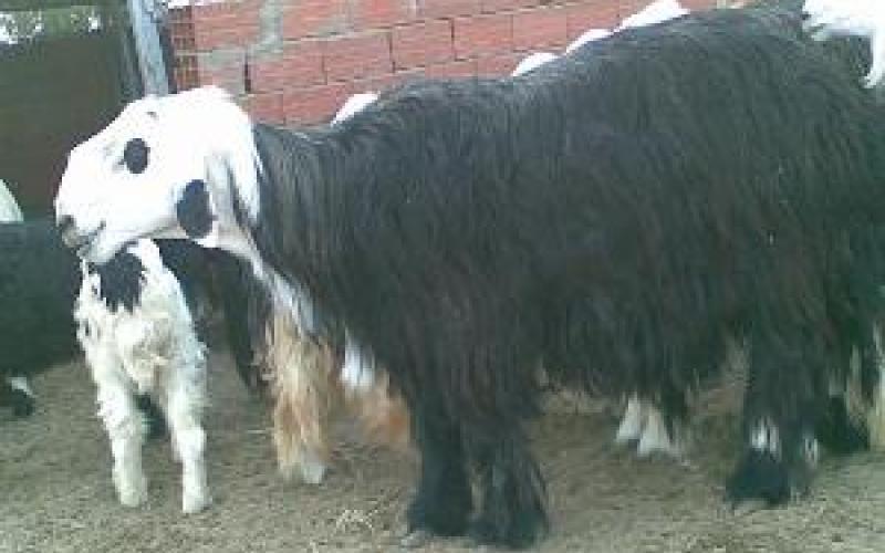 في الكرك زرائب الاغنام وسط الاحياء (فيديو)