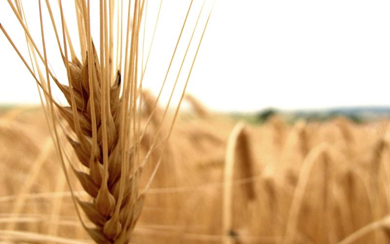 إخماد حريق 400 دونم محاصيل حقلية 