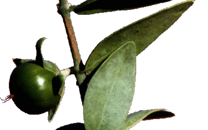 الهوهوبا نبتة تدر الملايين..إسرائيل تستغلها..والأردن يقول :صبرا آل ياسر (فيديو)