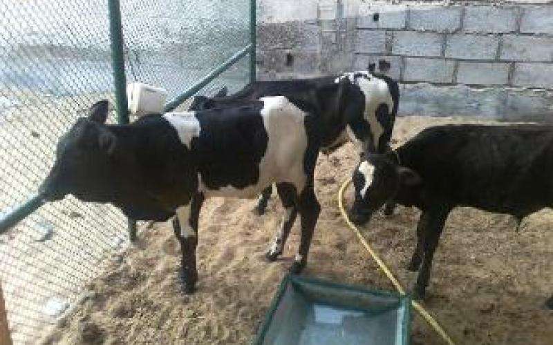 العجول في اربد تذبح بعد ضربها على رأسها