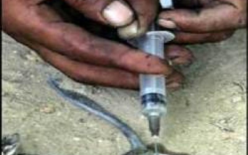 مليون حبة كبتاجون