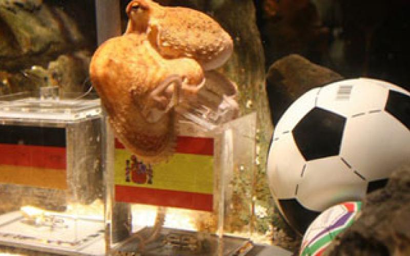 Germans want to grill octopus Paul... Jordanians to cock it