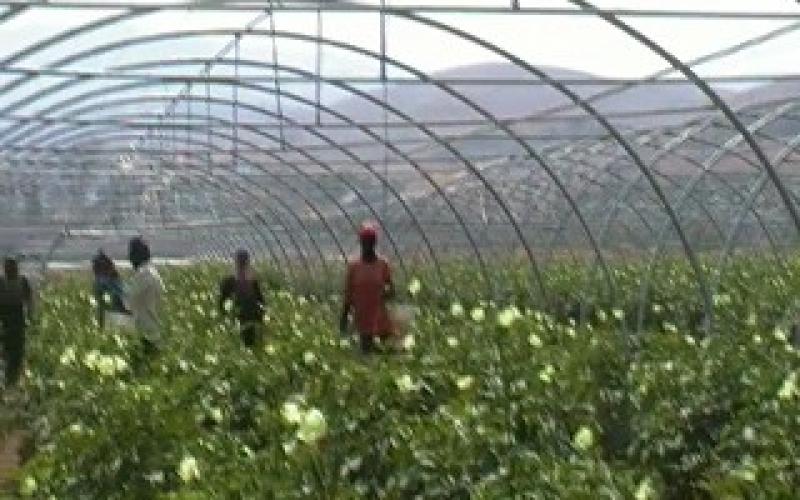 عاملات الزراعة نظام سخرة حتى تطبيق القانون (فيديو)