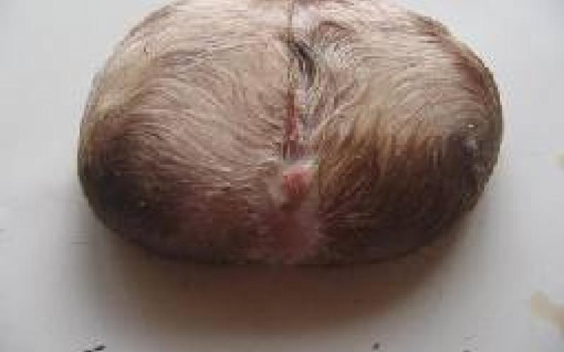 ماعز تنجب كتلة لحمية!!