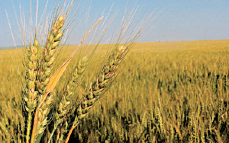 7 % نسبة انخفاض المساحات المزروعة بالأغوار