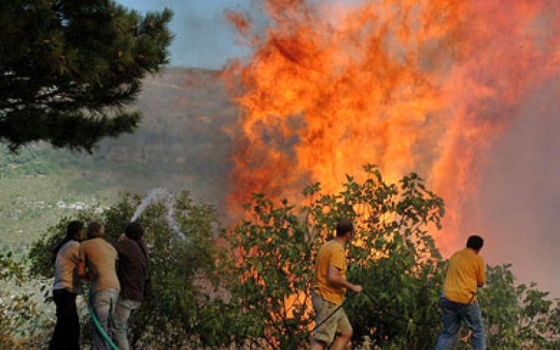 احتراق 50 دونم من الاشجار المثمرة