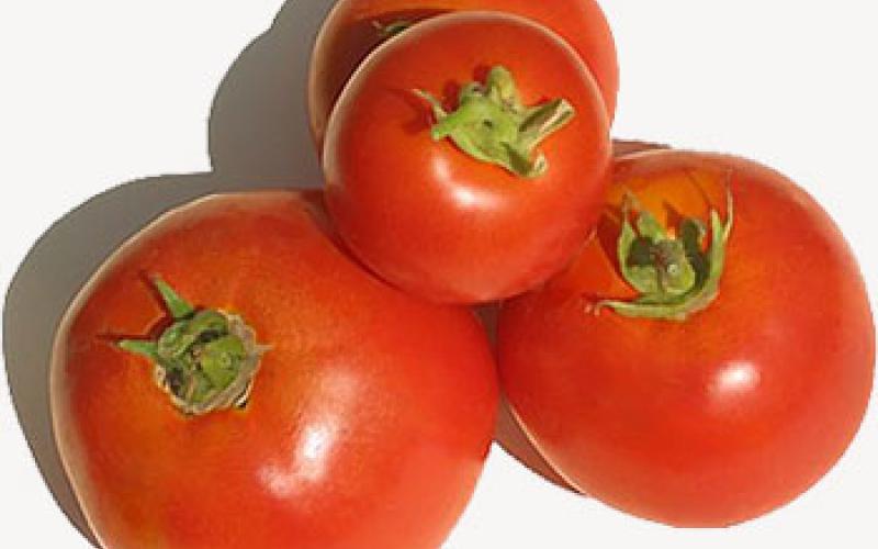 ارتفاع نسبة زراعة البندورة في الأردن