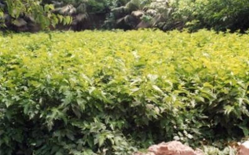 ارتفاع أسعار المنتجين الزراعيين لشهر حزيران 1.5 %