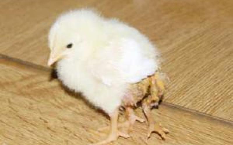 صوص بـ3 أرجل في اربد