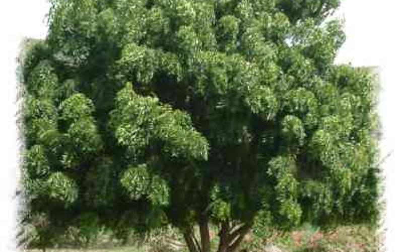 الوجه( الخضاري) للأردن