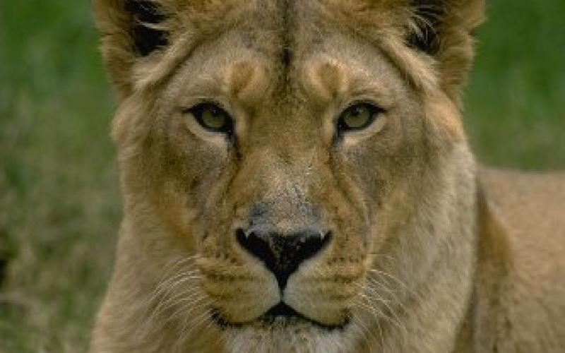 لبؤة ترعب زوار غابة طريق المطار