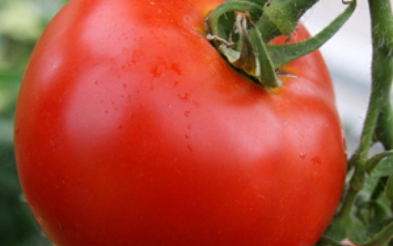 البندورة بـ 80 قرش