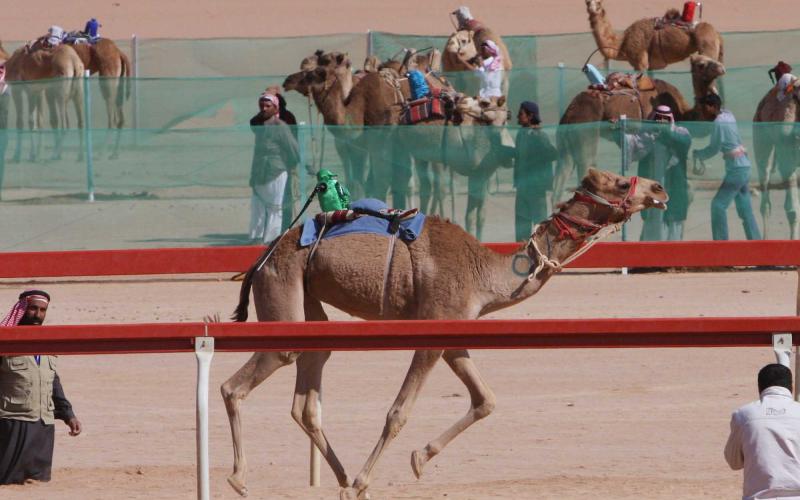 سباقات للهجن في وادي رم 