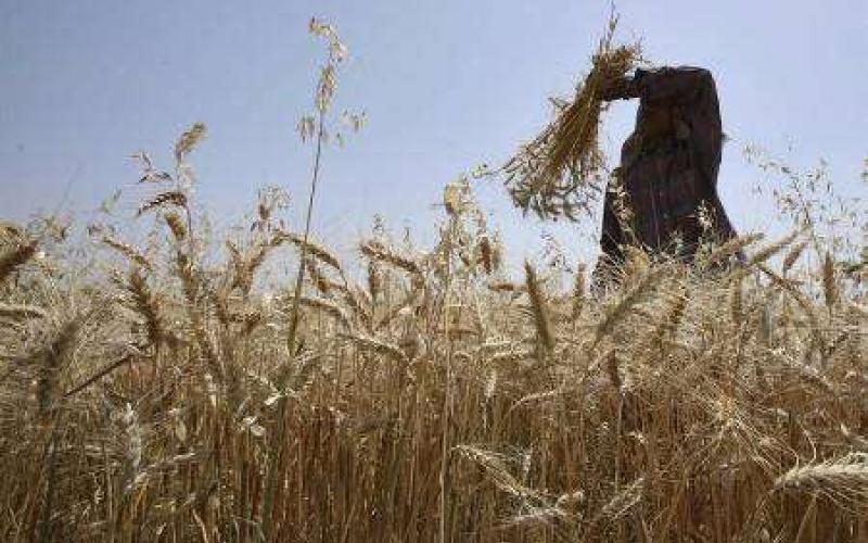 الاردن يحتاج لـ3 ارباع الكمية الحالية ليكتفي من القمح