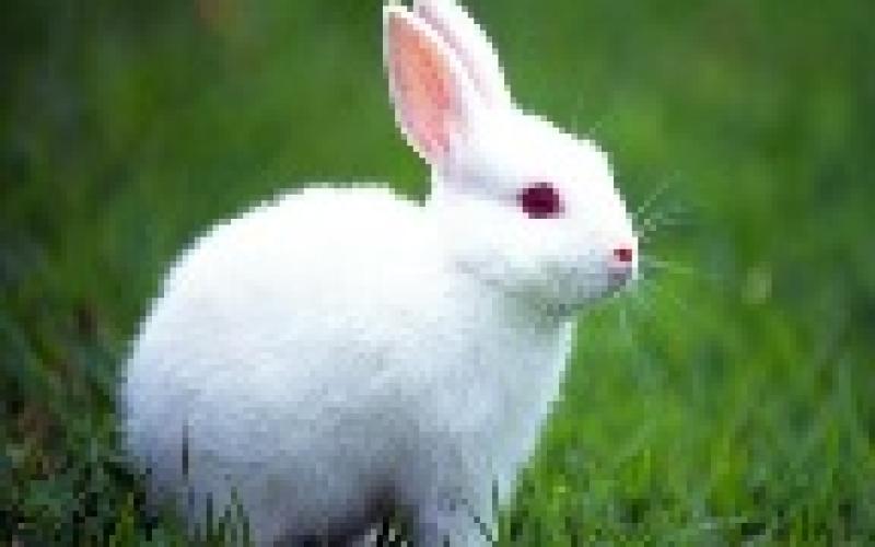 سيرة أرنبية..