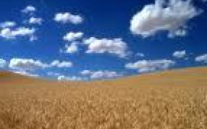 سنابل الوطن