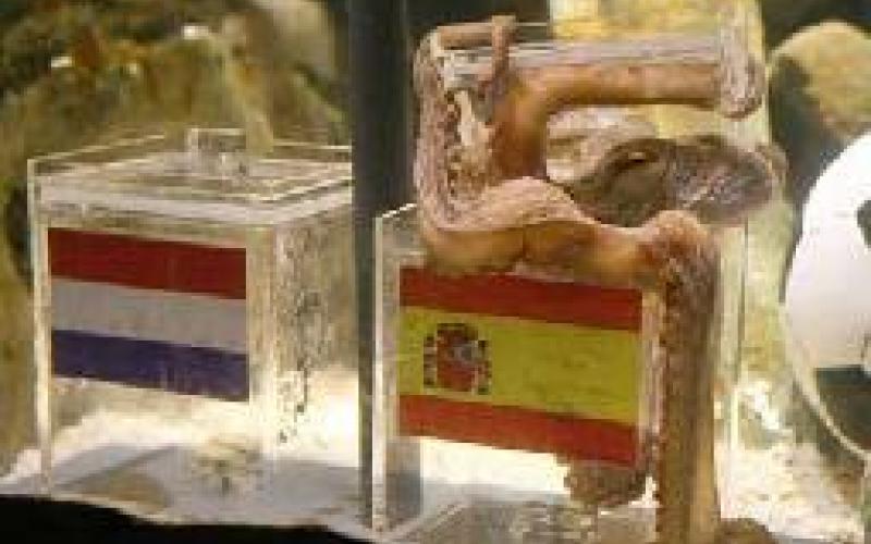 نفوق الأخطبوط بول 