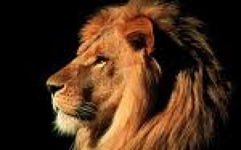 هذه حكاية العرب