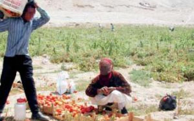  مزارعو الأغوار: منح رخص استيراد البندورة كارثة 