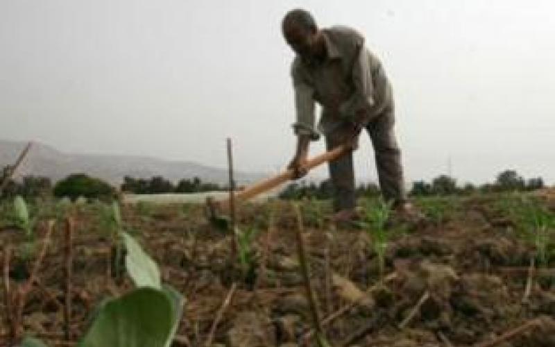 مزارعون سيتوجهون لوزيري الزراعة والعمل بشأن تقرير المرصد العمالي 13