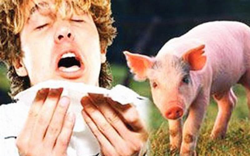 انفلونزا الخنازير .. ما العمل !؟