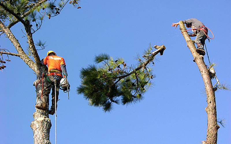 الزراعة تساهم في حل مشكلة البطالة بـ "مبادرة تقليم الأشجار"
