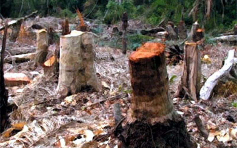 مجمع تجاري يهدد الاشجار في ام اذينة