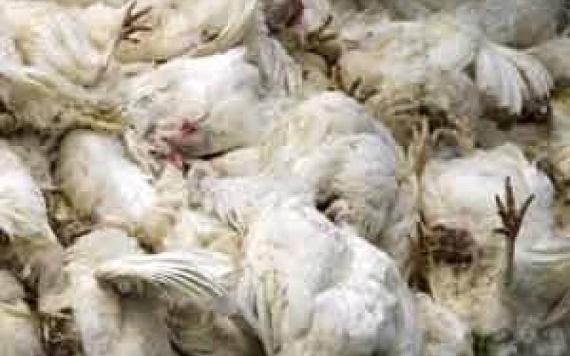 الصحة والصحة العالمية تؤكدان إصابة الدواجن بـ "النيوكاسل" والزراعة تتهرب