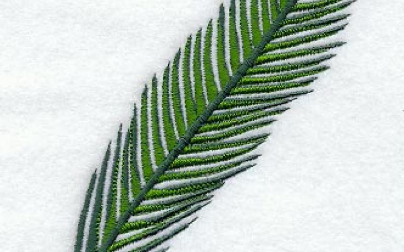 مسيحيو الاردن يحتفلون بـ احد الشعانين