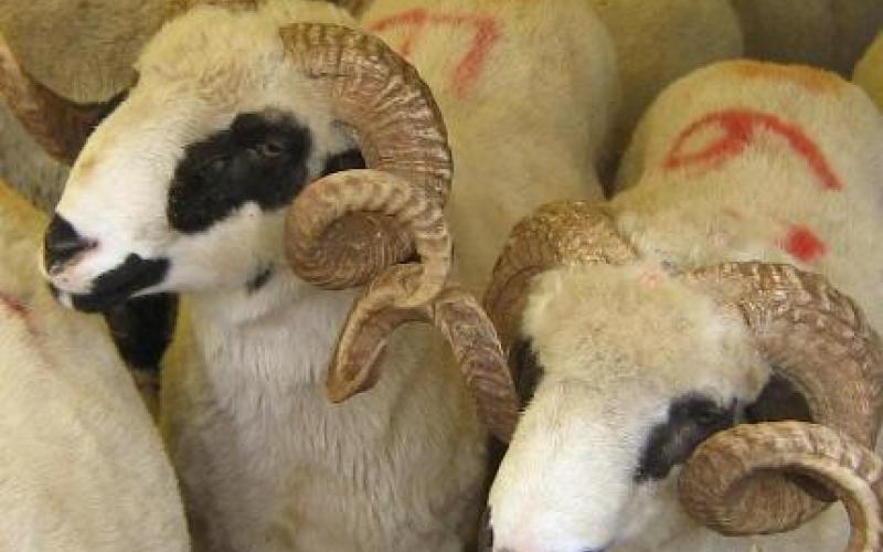 الإحصاءات: 3 ملايين رأس غنم في الأردن