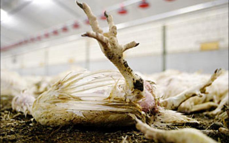 الزراعة تجري مسحا لمزارع الاغوار لمنع انتقال انفلونزا الطيور