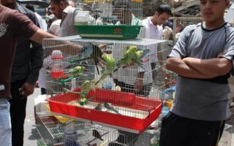  تربية طيور الزينة في الاردن من هواية الى مصدر رزق 