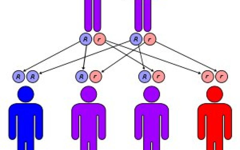 4% نسبة حاملي مرض "الثلاسيميا"