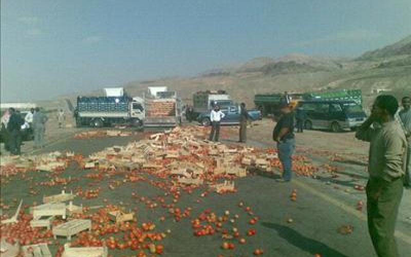 المزارعون يعانون خسائر فادحة جراء انخفاض أسعار البندورة