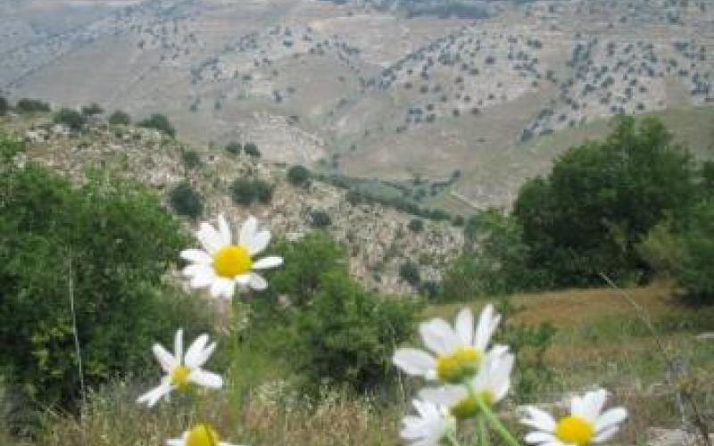 طقس معتدل والعظمى في عمان 29