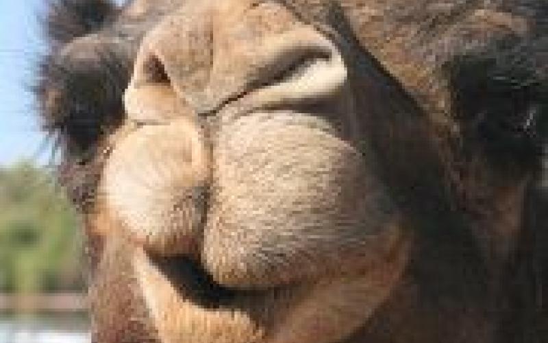 مجرّد تهمير!!